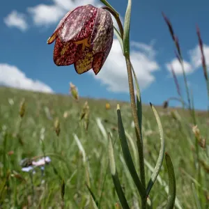 Mountain fritillary (Fritillaria montana) in flower on the slope of Mount Vettore, Umbria, Italy. May Mountain fritillary (Fritillaria montana) in flower on the slope of Mount Vettore, Umbria, Italy. May