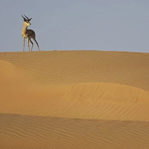 Mountain gazelle (Gazella gazella) standing on sand dune, Dubai Desert Conservation Reserve