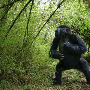 Mountain gorilla (Gorilla berengei), aggressive young male from Titus Group, Visoke