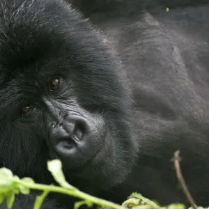 Mountain gorilla lying down print Mountain gorilla lying down print