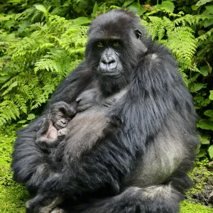 Mountain gorilla (Gorilla berengei) female holding newborn baby