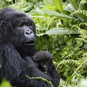 Mountain Gorilla (Gorilla beringei) female holding baby in dense vegetation in Volcanoes