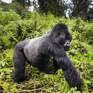 Mountain gorilla (Gorilla beringei) male silverback walking past, Susa group, Volcanoes