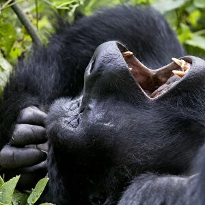 Mountain gorilla (Gorilla beringei) resting on back yawning, Bwindi Impenetrable Forest