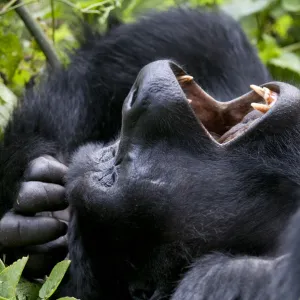 Mountain gorilla (Gorilla beringei) resting on back yawning, Bwindi Impenetrable Forest