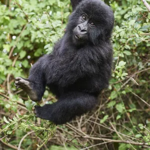 Mountain gorilla (Gorilla beringei) juvenile aged 2 years, hanging from branch, member