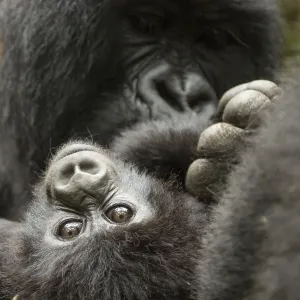 Mountain gorilla (Gorilla beringei beringe) female with baby age, 4 months, Volcanoes National Park Mountain gorilla (Gorilla beringei beringe) female with baby age, 4 months, Volcanoes National Park
