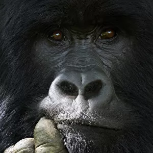 Mountain gorilla (Gorilla beringei beringei) silverback male, portrait, member of