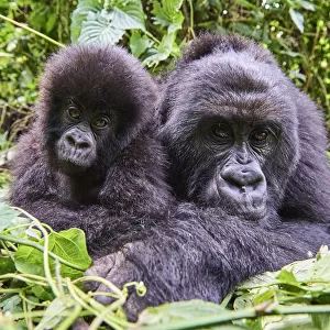 Mountain gorilla (Gorilla beringei beringei) female resting with her baby, members