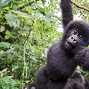 Mountain gorilla (Gorilla beringei beringei) juvenile hanging from branch trying to grab the camera