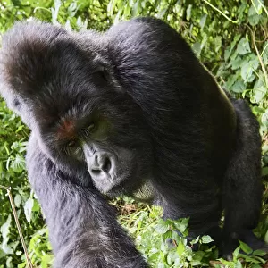 Mountain gorilla (Gorilla beringei beringei) silverback male, member of the Humba group