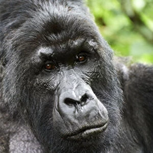 Mountain gorilla (Gorilla beringei beringei) silverback male, portrait, member of the Munyaga group