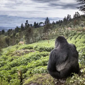 Mountain gorilla (Gorilla beringei beringei) silverback sitting on boundary wall