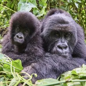 Mountain gorilla female resting with her baby, Print Mountain gorilla female resting with her baby, Print