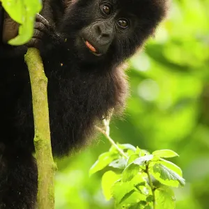 Mountain gorilla infant plays on a lobelia plant in print Mountain gorilla infant plays on a lobelia plant in print