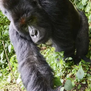Mountain gorilla (Gorilla beringei beringei) silverback male, member of the Humba group Mountain gorilla (Gorilla beringei beringei) silverback male, member of the Humba group