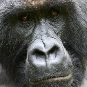 Mountain gorilla silverback male head portrait print Mountain gorilla silverback male head portrait print