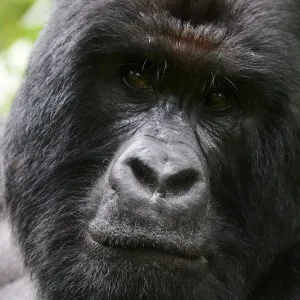 Mountain Gorilla Silverback Print Mountain Gorilla Silverback Print