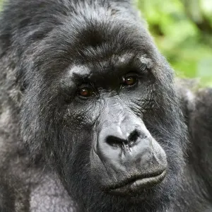 Mountain Gorilla Print: Silverback Portrait Mountain Gorilla Print: Silverback Portrait