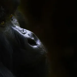 Mountain gorilla (Gorilla beringei beringei) silverback male, portrait