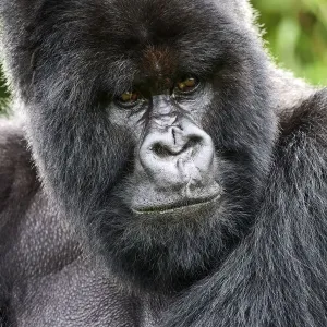 Mountain gorilla (Gorilla beringei beringei) silverback male, portrait