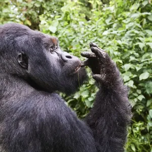 Mountain Gorilla Print - Humba Feeding on Driver Ants Mountain Gorilla Print - Humba Feeding on Driver Ants