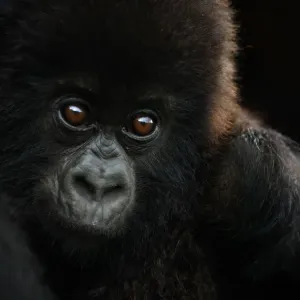 Mountain gorilla (Gorilla beringei beringei) small infant, Sabyinyo group