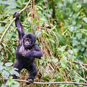 Mountain gorilla (Gorilla beringei) juvenile, aged 15 months, hanging from branch, Bwindi Impenetrable Forest National Park, Uganda, Africa. Critically endangered