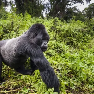 Mountain Gorilla Print - Male Silverback Walking Past Mountain Gorilla Print - Male Silverback Walking Past