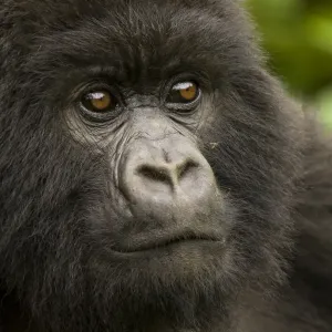 Mountain Gorilla Print, Volcans NP, Rwanda Mountain Gorilla Print, Volcans NP, Rwanda