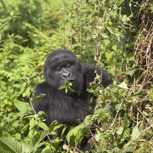 Mountain Gorilla Print: Adult Eating Vegetation in Rwanda Mountain Gorilla Print: Adult Eating Vegetation in Rwanda
