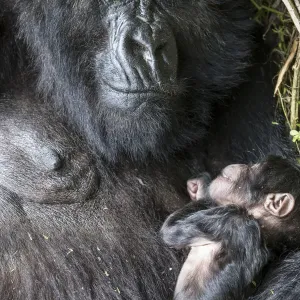 Mountain gorilla (Gorilla gorilla beringei) 10-day newborn sleeping with mother, Amahoro Group Mountain gorilla (Gorilla gorilla beringei) 10-day newborn sleeping with mother, Amahoro Group