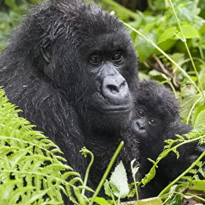 Mountain Gorilla (Gorilla gorilla beringei) mother holding baby twins age five months