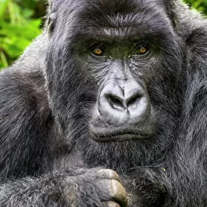 Mountain gorilla (Gorilla gorilla beringei) silverback Gihishamwotsi displaying, non group dominant