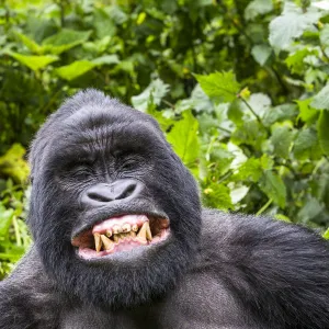 Mountain gorilla (Gorilla gorilla beringei) silverback Gihishamwotsi displaying, non group dominant