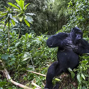 Mountain gorilla (Gorilla gorilla beringei) blackback Shirimpumu displaying, non dominant male