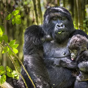 Mountain gorilla (Gorilla gorilla beringei) female holding her infant, Sabinyio Group