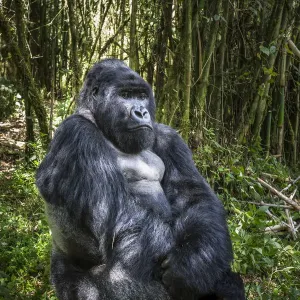 Mountain gorilla silverback print Mountain gorilla silverback print