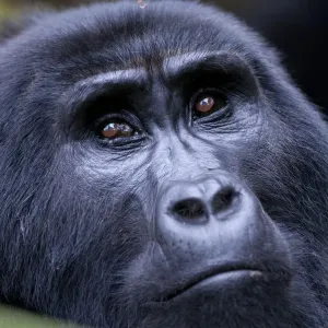 Mountain gorilla portrait Print, Bwindi Impenetrable Forest, Uganda Mountain gorilla portrait Print, Bwindi Impenetrable Forest, Uganda