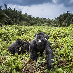 Mountain gorillas (Gorilla beringei) Hirwa group led by the silverback dominant male Munyinya