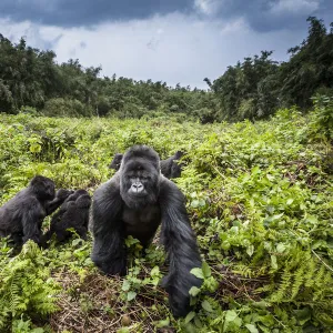 Mountain gorillas (Gorilla beringei) Hirwa group led by the silverback dominant male Munyinya