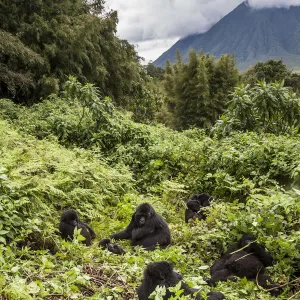 Mountain gorillas (Gorilla beringei) Agashya Group resting on hillside (Former 13 Group)