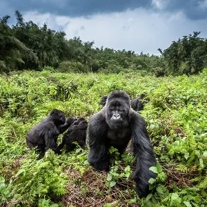 Mountain Gorillas Print - Volcanoes National Park, Rwanda Mountain Gorillas Print - Volcanoes National Park, Rwanda