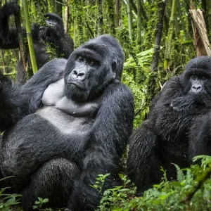 Mountain Gorilla Print - Agashya Group Silverback Mountain Gorilla Print - Agashya Group Silverback