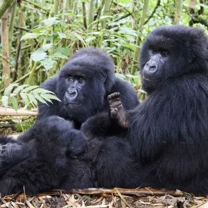 Mountain gorillas grooming, Munyaga group Print Mountain gorillas grooming, Munyaga group Print