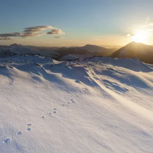 Huellas de liebre de montaña en la nieve en la cima de una montaña en Glen Coe, Lochaber, Escocia, Reino Unido. Huellas de liebre de montaña en la nieve en la cima de una montaña en Glen Coe, Lochaber, Escocia, Reino Unido.