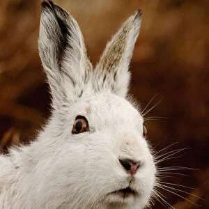Mountain hare (Lepus timidus) alert portrait in white winter coat, Monadhliath Mountains