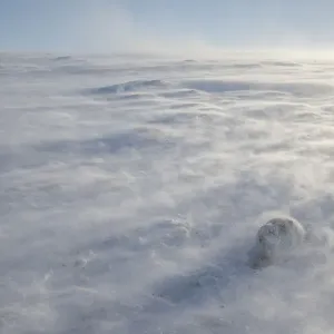 La lièvre des montagnes (Lepus timidus) dans des vents extrêmes avec des dérivations de spin de neige, parc national des Cairngorms. La lièvre des montagnes (Lepus timidus) dans des vents extrêmes avec des dérivations de spin de neige, parc national des Cairngorms.