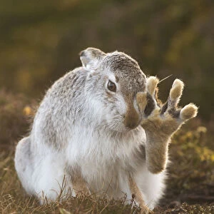 Mountain hare (Lepus timidus) grooming itself, with back foot raised, Cairngorms National Park