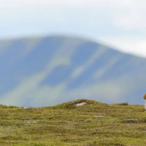 Mountain Hare (Lepus timidus) against mountains. Cairngorms National Park, Scotland, July